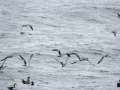 Buller's Shearwater